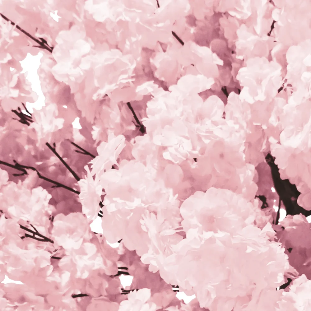 Pink - Cherry Blossom Tree (5.5ft) - Image 2